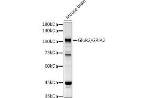 Western blot analysis of extracts of Mouse brain, using GluR2/GRI antibody (ABIN3015061, ABIN3015062, ABIN5663577 and ABIN6213622) at 1:1000 dilution. (GRIA2 Antikörper  (AA 25-230))