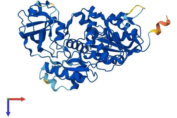 NSUN6 Protein (AA 1-476) (His tag)