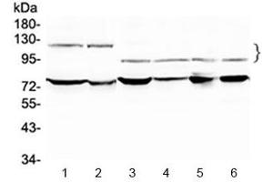 Western Blotting (WB) image for anti-Nuclear Factor of Activated T-Cells, Cytoplasmic, Calcineurin-Dependent 4 (NFATC4) antibody (ABIN5647598)