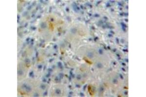 IHC-P analysis of Liver tissue, with DAB staining. (SIGLEC7 Antikörper  (AA 18-353))