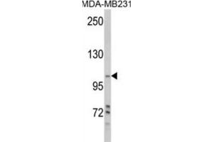 Western Blotting (WB) image for anti-Phosphoinositide-3-Kinase, Class 3 (PIK3C3) antibody (ABIN3000299)