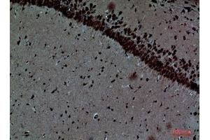 Immunohistochemical analysis of paraffin-embedded Mouse-brain, antibody was diluted at 1:100. (Pleiotrophin Antikörper  (Internal Region))