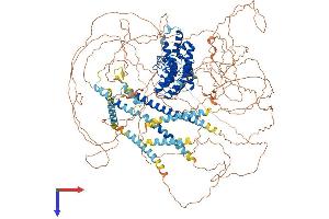 Ankyrin Repeat Domain 15 (ANKRD15) (AA 1-1352) protein (His tag)