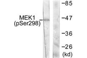 Western blot analysis of extracts from NIH-3T3 cells treated with PDGF 50ng/ml 20', using MEK1 (Phospho-Ser298) Antibody. (MEK1 Antikörper  (pSer298))