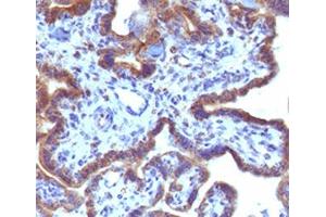IHC testing of FFPE human placenta with MAML3 antibody (clone MMLP3-1). (MAML3 Antikörper)