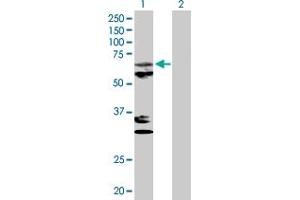 Western Blot analysis of MTPAP expression in transfected 293T cell line by MTPAP MaxPab polyclonal antibody. (PAPD1 Antikörper  (AA 1-582))