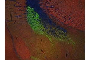 Indirect immunostaining of PFA fixed mouse brain section with anti-SV 2C (dilution 1 : 200; green) and rabbit anti-endophilin (ABIN1742336, dilution 1 : 200; red).