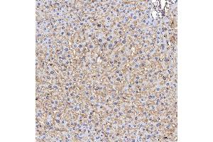 IHC analysis of Tim 2/Timd2 using anti-Tim 2/Timd2 antibody (ABIN7602933).