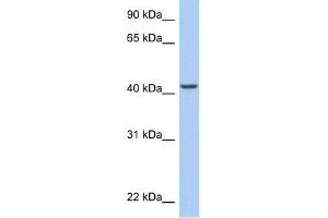 ARID3C antibody used at 0. (ARID3C Antikörper  (C-Term))
