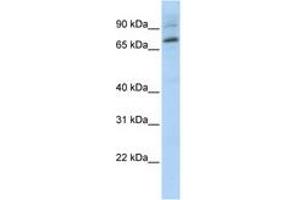 Image no. 1 for anti-E74-Like Factor 1 (Ets Domain Transcription Factor) (ELF1) (AA 540-589) antibody (ABIN6744404) (ELF1 Antikörper  (AA 540-589))