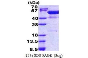SDS-PAGE (SDS) image for Nucleosome Assembly Protein 1-Like 4 (NAP1L4) (AA 1-375) protein (His tag) (ABIN5853226) (NAP1L4 Protein (AA 1-375) (His tag))