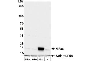 anti-HRas proto-oncogene, GTPase (HRAS) (AA 50-100) antibody