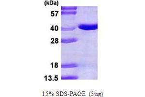 SDS-PAGE (SDS) image for Pirin (PIR) (AA 1-290) protein (His tag) (ABIN667677) (Pirin Protein (PIR) (AA 1-290) (His tag))