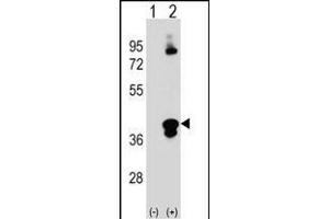 Western blot analysis of C1QTNF1 (arrow) using rabbit polyclonal C1QTNF1 Antibody (N-term) (ABIN390541 and ABIN2840881). (C1QTNF1 Antikörper  (N-Term))