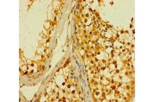 Immunohistochemistry of paraffin-embedded human testis tissue using ABIN7159837 at dilution of 1:100 (PLD6 Antikörper  (AA 1-252))