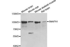 Western blot analysis of extracts of various cell lines, using SNAP91 antibody. (SNAP91 Antikörper)