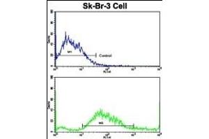 Flow cytometric analysis of SK-Br-3 cells using HOMER3 Antibody (Center)(bottom histogram) compared to a negative control cell (top histogram). (HOMER3 Antikörper  (AA 281-308))