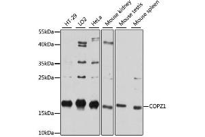 Western blot analysis of extracts of various cell lines, using COPZ1 antibody. (COPZ1 Antikörper)