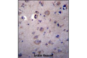 HPSE2 Antibody (C-term) (ABIN656918 and ABIN2846113) immunohistochemistry analysis in formalin fixed and paraffin embedded human brain tissue followed by peroxidase conjugation of the secondary antibody and DAB staining. (Heparanase 2 Antikörper  (C-Term))