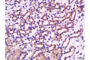 Formalin-fixed and paraffin embedded mouse kidney labeled with Rabbit Anti-Granzyme A Polyclonal Antibody, Unconjugated  at 1:200 followed by conjugation to the secondary antibody and DAB staining (GZMA Antikörper  (AA 101-200))