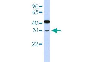 Western blot analysis of 721_B cell lysate with OVOL2 polyclonal antibody . (OVOL2 Antikörper  (AA 2-51))