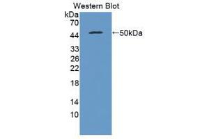 Western blot analysis of recombinant Pig IFNb. (IFNB1 Antikörper  (AA 22-186))