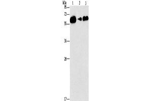 Western Blotting (WB) image for anti-CD27 Molecule (CD27) antibody (ABIN2429729) (CD27 Antikörper)