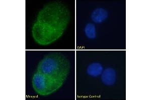 Immunofluorescence staining of fixed HepG2 cells with anti-DARC antibody 2C3. (Rekombinanter DARC Antikörper)