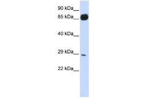 PRTFDC1 antibody used at 1 ug/ml to detect target protein.