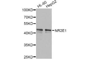 Western blot analysis of extracts of various cell lines, using NR2E1 antibody (ABIN6290680) at 1:1000 dilution.