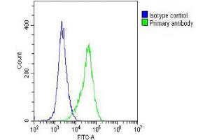 Overlay histogram showing A2058 cells stained with Antibody (green line). (ARV1 Antikörper  (N-Term))