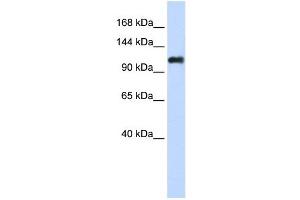 NID2 antibody used at 1 ug/ml to detect target protein. (NID2 Antikörper)