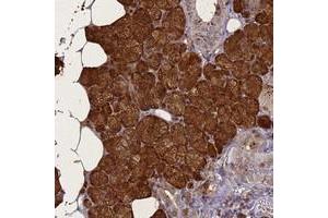 Immunohistochemical staining of human salivary gland with STATH polyclonal antibody  shows strong cytoplasmic and membranous positivity in glandular cells at 1:1000-1:2500 dilution. (STATH Antikörper)