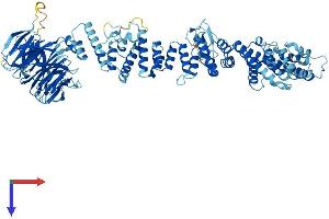VPS39 Protein (AA 1-886) (His tag)