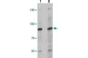 Western blot analysis of NCBP1 in HeLa cell lysate with NCBP1 polyclonal antibody  at (lane 1) 1 and (lane 2) 2 ug/mL.