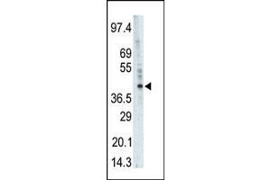 Western blot analysis of anti-PHKG1 Pab (ABIN391340 and ABIN2841364) in  cell lysate. (PHKG1 Antikörper  (AA 302-332))