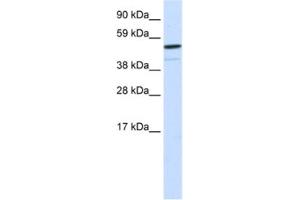 Western Blotting (WB) image for anti-Forkhead Box I1 (FOXI1) antibody (ABIN2460419) (FOXI1 Antikörper)