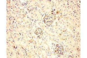 IHC-P: ACTH antibody testing of mouse kidney tissue (ACTH Antikörper  (Middle Region))