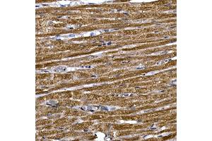 Immunohistochemistry of paraffin-embedded rat heart using PDE3A Rabbit pAb (ABIN7269301) at dilution of 1:250 (40x lens). (PDE3A Antikörper  (AA 380-660))