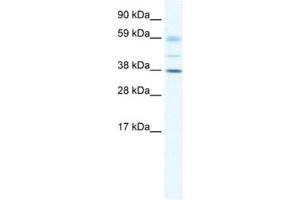 Western Blotting (WB) image for anti-SRY (Sex Determining Region Y)-Box 17 (SOX17) antibody (ABIN2460679) (SOX17 Antikörper)