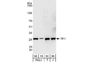 Western Blotting (WB) image for anti-Triosephosphate Isomerase 1 (TPI1) (AA 1-50) antibody (ABIN7453227)