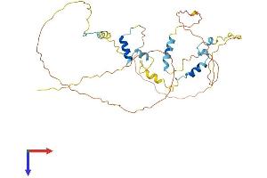 AVEN Protein (AA 1-362) (His tag)