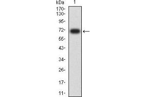 Western blot analysis using CD329 mAb against human CD329 (AA: extra 18-348) recombinant protein. (SIGLEC9 Antikörper  (AA 25-183))
