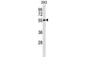 CG064 Antibody (Center) western blot analysis in 293 cell line lysates (35µg/lane).