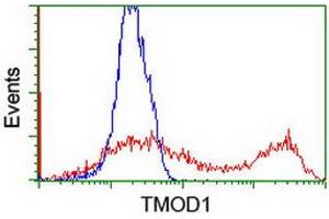 Flow Cytometry (FACS) image for anti-Tropomodulin 1 (TMOD1) antibody (ABIN1501527) (Tropomodulin 1 Antikörper)