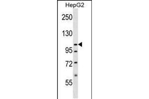 Western blot analysis in HepG2 cell line lysates (35ug/lane). (SLC12A7 Antikörper  (N-Term))