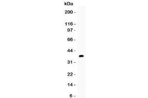 Western blot testing of ApoE antibody and human placenta lysate. (APOE Antikörper  (AA 19-317))