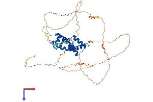 POU2F3 Protein (AA 1-436) (His tag)