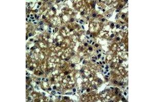 Immunohistochemical analysis of EPG5 staining in mouse liver formalin fixed paraffin embedded tissue section. (EPG5 Antikörper)