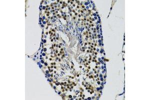 Immunohistochemistry of paraffin-embedded mouse testis using DDX41 antibody. (DDX41 Antikörper  (AA 1-300))